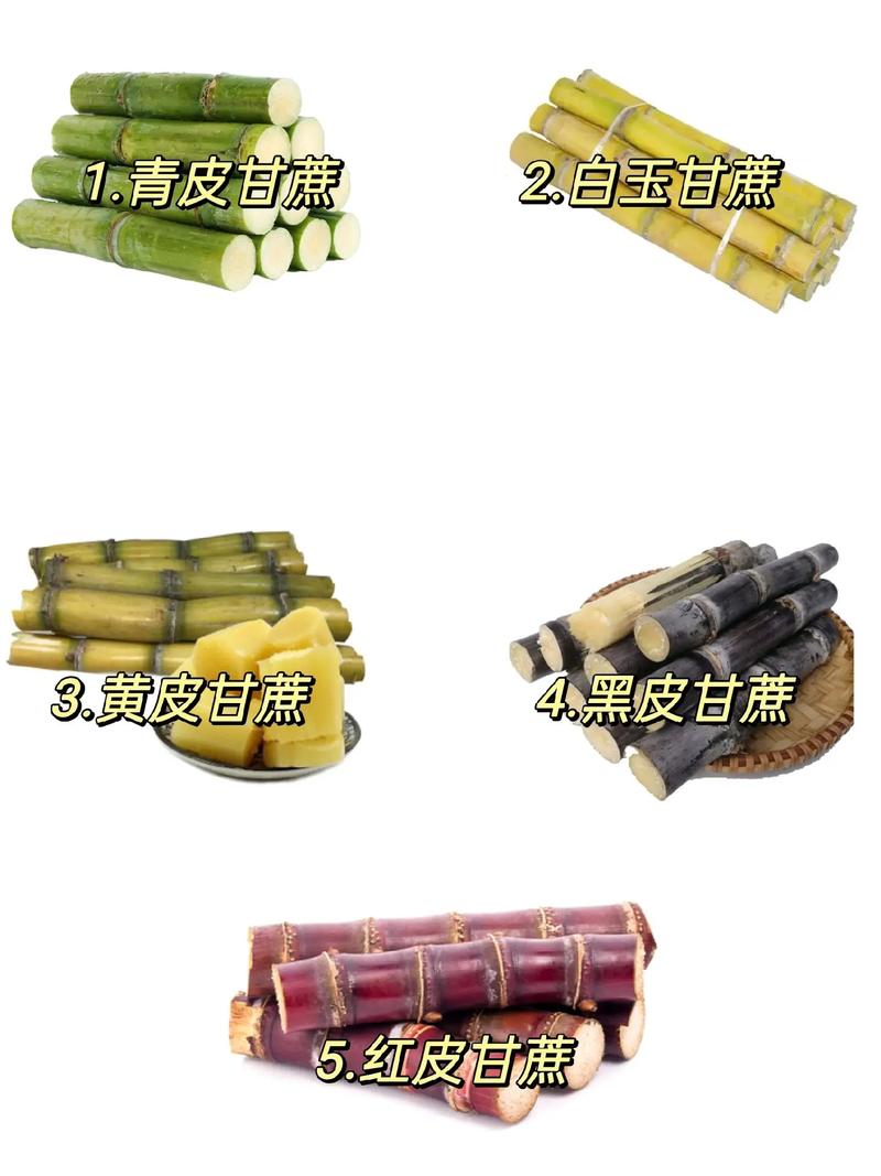 你吃过几种甘蔗？除了紫皮和青皮，还有这些“甜蜜担当”等你发现！