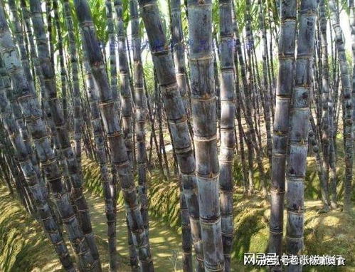 甘蔗到底是降火还是上火？好多人不明白，今天终于知道了，快看看